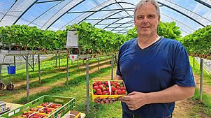 Martin Schneble und seine Familie bauen seit diesem Jahr ihre Erdbeeren vollständig in Folientunneln an. Er ist mit der Erdbeersaison ...