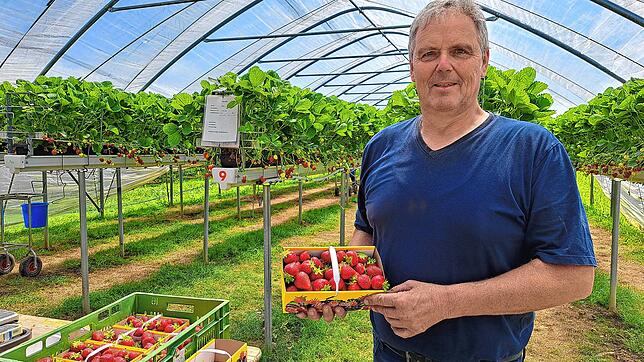 Martin Schneble und seine Familie bauen seit diesem Jahr ihre Erdbeeren vollständig in Folientunneln an. Er ist mit der Erdbeersaison ...
