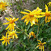 Mit dem Erhalt ihrer Lebensräume sollen auch selten gewordenen Arten wie Arnica Montana geschützt werden.