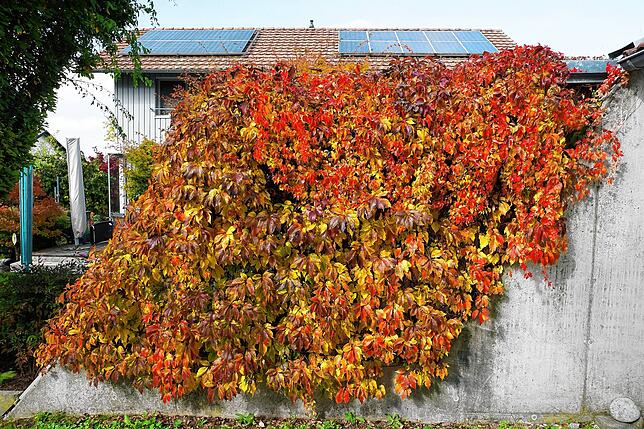Herbstliches Farbenspiel aus Klettgau-Griessen.