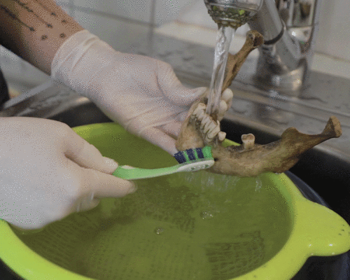Bild 11: Auf dem Konstanzer Vincentius-Areal werden mehr als 600 Skelette ausgegraben. Was mit den Knochen passiert, zeigen wir Ihnen in Bildern.