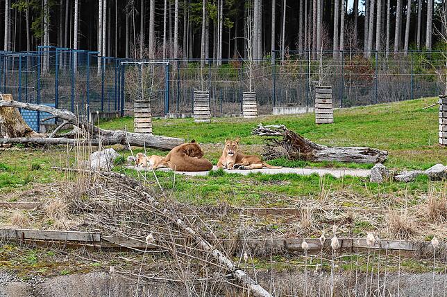 Löwen oder Lamas – im Wildtierpark Tatzmania können rund 20 verschiedene Wildarten beobachtet werden.
