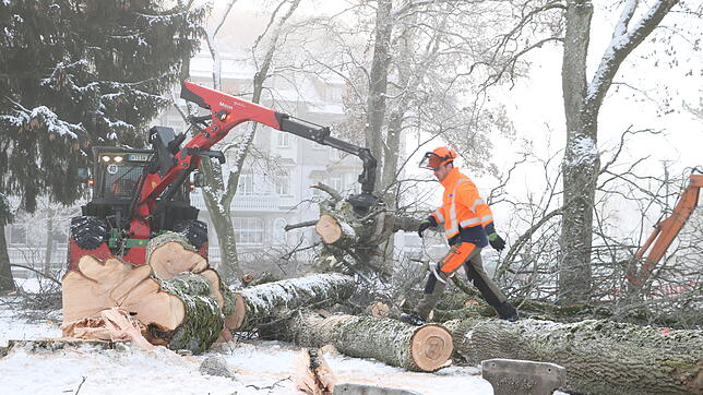 Binnen weniger Stunden waren sieben Linden, Ahorne, Buchen und Kastanien im Stadtgarten gefällt, um Platz für den Erweiterungsbau des ...