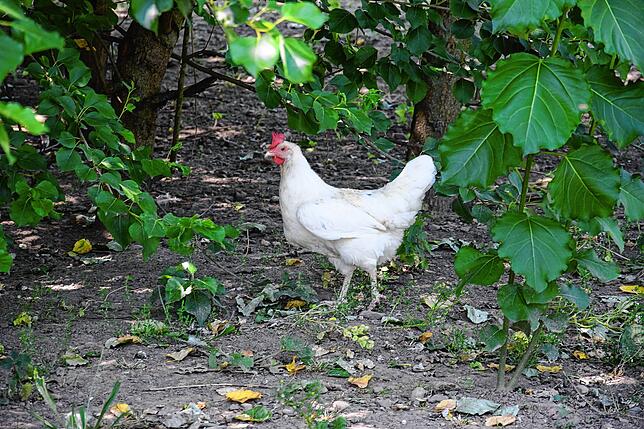Ein Huhn auf dem Hof auf dem Sonnenberg sucht Schutz unter den Bäumen.