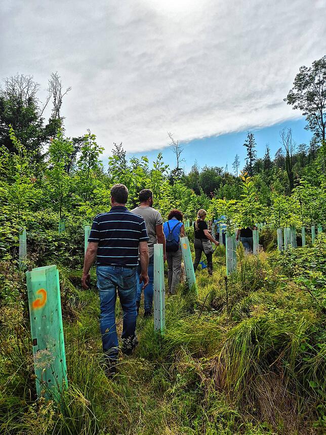 Bei der Waldbegehung des Gemeinderats von Waldshut-Tiengen ging es auch um die Waldverjüngung.