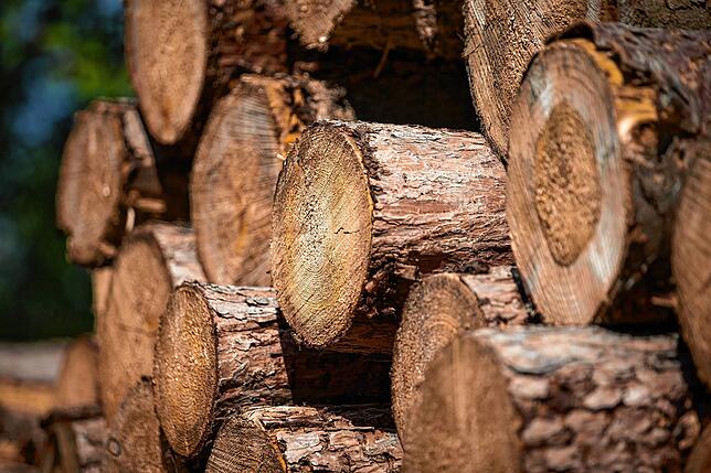 Baumstämme liegen auf einem Haufen in einer Waldlichtung.