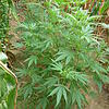 Symbolbild einer Marihuanapflanze: Bei der Hausdurchsuchung eines Mannes finden Polizisten zwei Kilogramm Marihuana und andere Drogen vor.