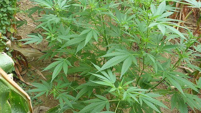 Symbolbild einer Marihuanapflanze: Bei der Hausdurchsuchung eines Mannes finden Polizisten zwei Kilogramm Marihuana und andere Drogen vor.