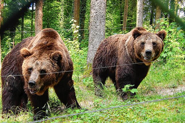 Bild 7: So kommen Zootiere mit der Hitze klar