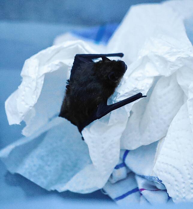 Die kleine Fledermaus wird munter, denn in Kürze geht es zurück in die freie Wildbahn.