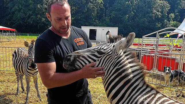Zirkus-Inhaber Andre Kaiser krault eines seiner Zebras. Währenddessen setzt sich die Tierschutzorganisation Peta gegen den Einsatz von ...