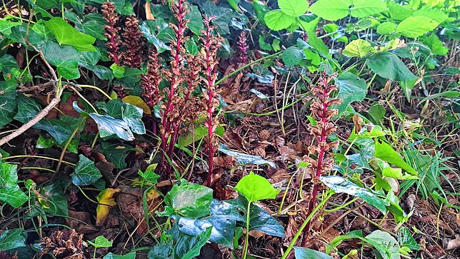 Gegen Efeu im Garten hat Ralf Engel nichts: Er lässt seine morschen Bäume damit „schön grün“ zuwachsen. Auf dem Bild: Efeu-Sommerwurz – ...