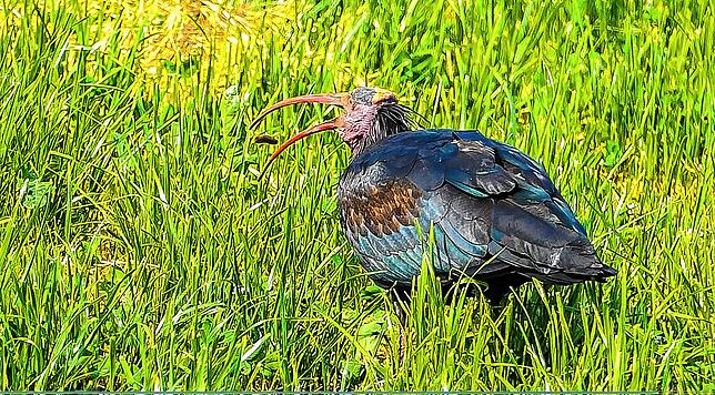 Ein Waldrapp hat einen Wurm in seinem gebogenen Schnabel. So gesehen auf einer Wiese nahe Frickingen.