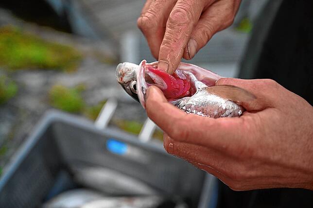 Wer als Hobbyangler einen Fisch am Bodensee fängt, darf diesen weder verkaufen noch gegen andere Waren tauschen.