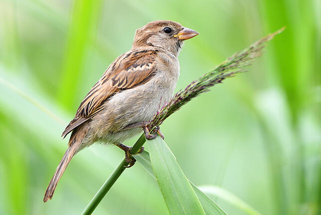 ARCHIV – Ein weiblicher Haussperling (Passer domesticus), volkstümlich als Spatz bekannt, sitzt am 14.07.2015 einem Grashalm. Foto: ...