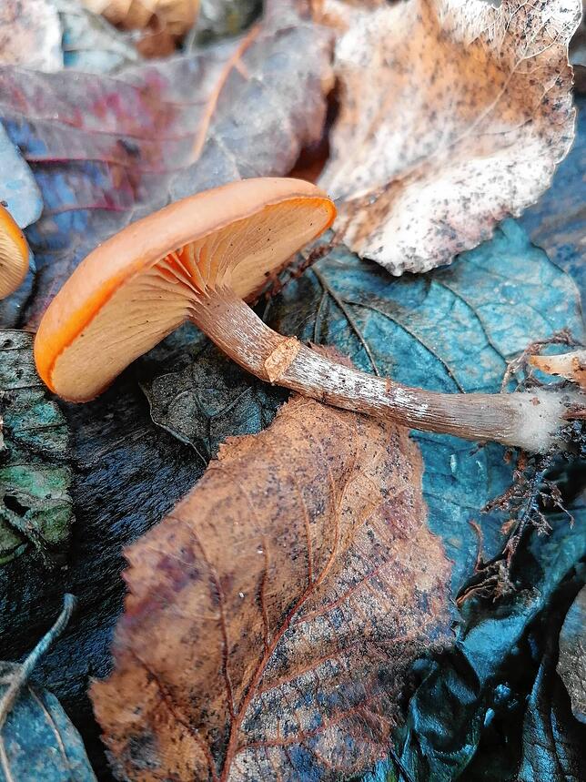 Der Gifthäubling enthält Amanitin: Circa fünf bis 12 Stunden nach dem Verzehr treten erste Symptome in Form von Diarrhoe, Erbrechen, ...
