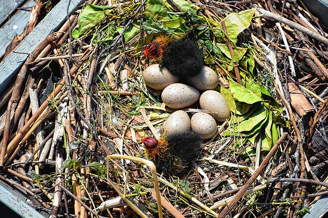 Bild 3: Hallo Welt! Immer mehr Küken bei Familie Blässhuhn auf dem Minifloß im Bodmaner Hafen schlüpfen