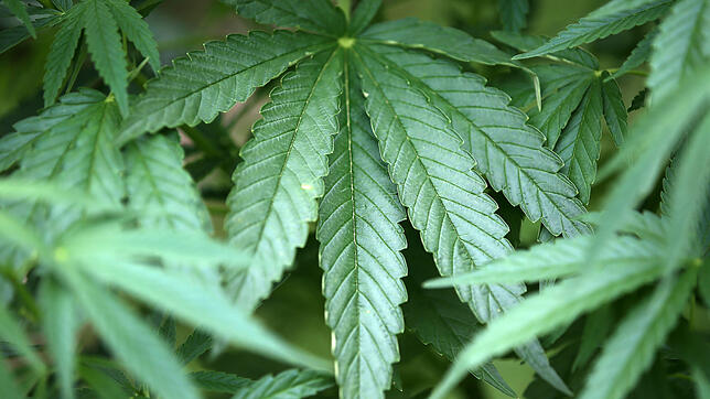 In einem Waldstück bei Radolfzell fand die Polizei eine Marihuana-Plantage. (Symbolbild)