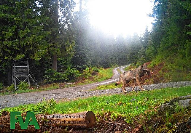 Nordschwarzwald im Mai 2020: Ein Wolf läuft mit Beute im Maul an einer Wildkamera vorbei.