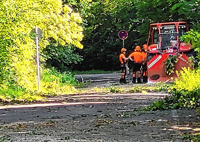 Da die Hohentwielstraße ohnehin wegen Straßenbelagsarbeiten gesperrt ist, können die Waldarbeiter auch 30 kranke Eschen fällen. Die ...