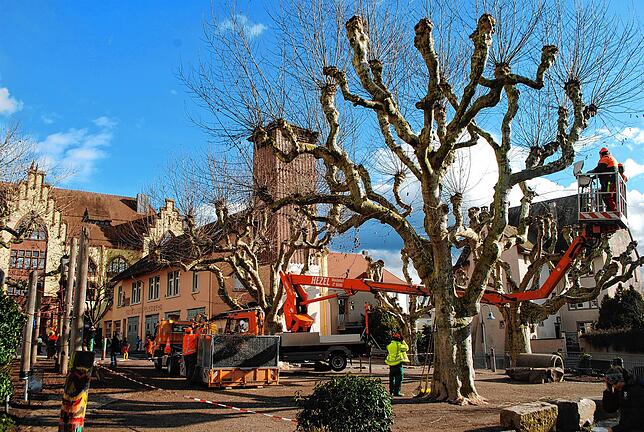 Bild 8: Mehr als Blumen und Stauden: So vielseitig sind die Aufgaben der Stadtgärtnerei Waldshut-Tiengen