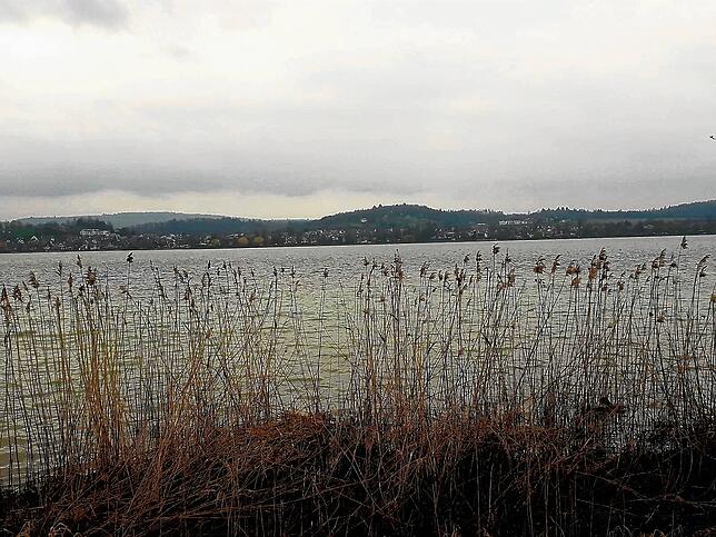 Schilf säumt das Seeufer auf der Insel Reichenau. Trotz des trüben Wetters ist der Bodensee immer ein schöner Anblick.