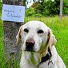 Labrador-Mischlingsdame Hela sei ganz schön gefräßig, sagt ihre Halterin Rebecca Ernst. Wenn ihre Hündin versuche, etwas vom Boden zu ...