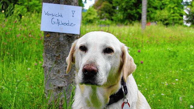 Labrador-Mischlingsdame Hela sei ganz schön gefräßig, sagt ihre Halterin Rebecca Ernst. Wenn ihre Hündin versuche, etwas vom Boden zu ...
