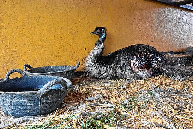 Der Emu Romeo ist von der Emu-Henne Julia schwer verletzt worden. Ob er den Angriff überleben wird, ist derzeit noch unklar.