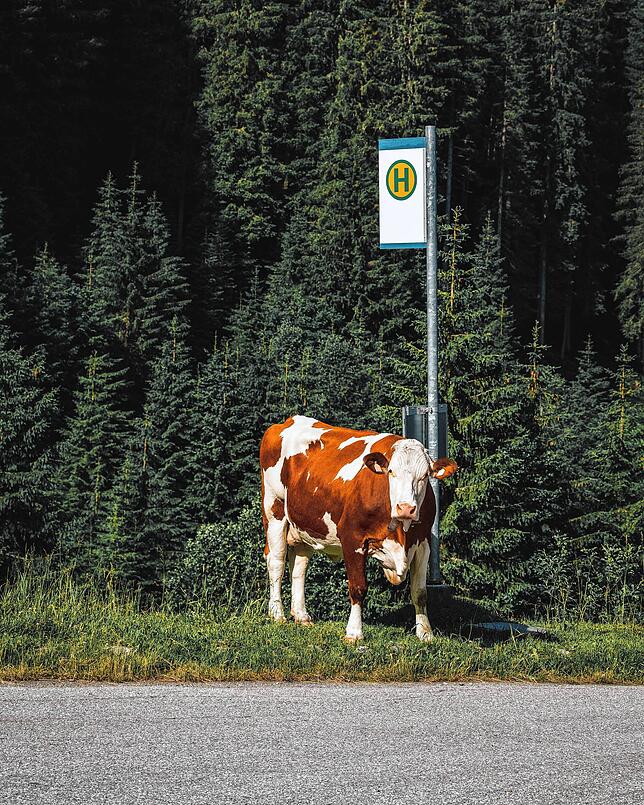 Auf dem Land nutzt zumindest die Kuh noch den öffentlichen Nahverkehr.