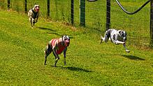 Fingierte Jagd auf eine per Seil gezogene Hasenattrappe: Das Motiv zeigt drei Windhunde bei einem Rennwettbewerb in Bermatingen-Riedern ...