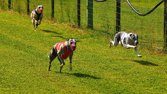 Fingierte Jagd auf eine per Seil gezogene Hasenattrappe: Das Motiv zeigt drei Windhunde bei einem Rennwettbewerb in Bermatingen-Riedern ...