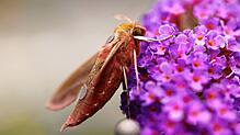 Der Weinschwärmer ist eine Nachtfalter-Art. Anna Stöckl hat für ihre Forschung zum Orientierungssinn der Insekten eine Förderung von 1,5 ...