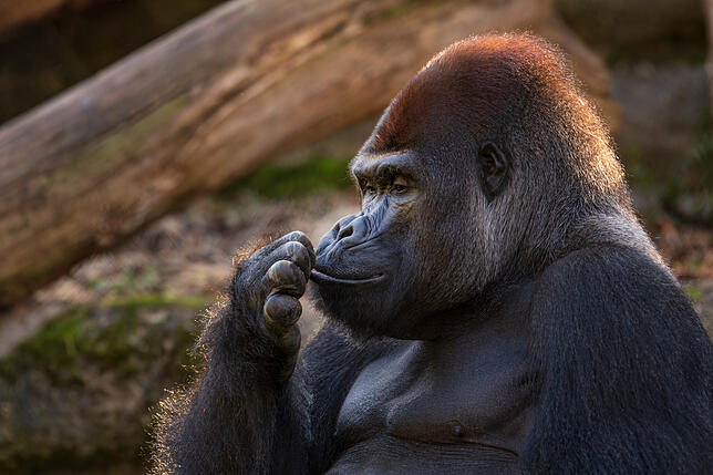 Der Gorilla litt an einer Fuchsbandwurm-Infektion.