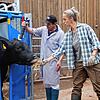 Auf einem Bio-Gutshof in Limpach (Deggenhausertal) wird ein Rind der Sorte Aberdeen Angus geschlachtet. Das Bild zeigt Bäuerin Corina ...