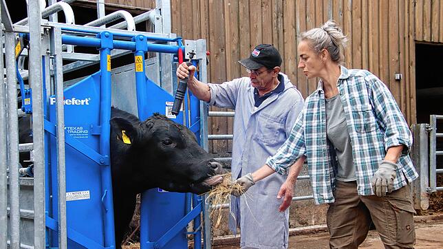 Auf einem Bio-Gutshof in Limpach (Deggenhausertal) wird ein Rind der Sorte Aberdeen Angus geschlachtet. Das Bild zeigt Bäuerin Corina ...