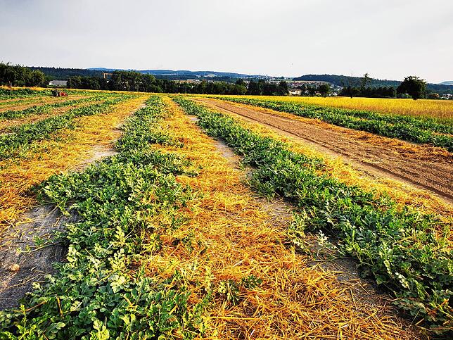 Blick über das Feld, zwischen den Saatreihen ist Gerstenstroh ausgelegt, das das Unkrautwachstum bremsen soll.