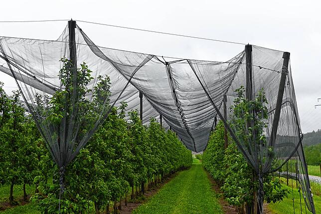 Diese Hagelnetze schützen die Ernte vor Stürmen und Hagel – aber auch vor der Sonne. Hier ein Beispielbild aus dem Raum Stockach.