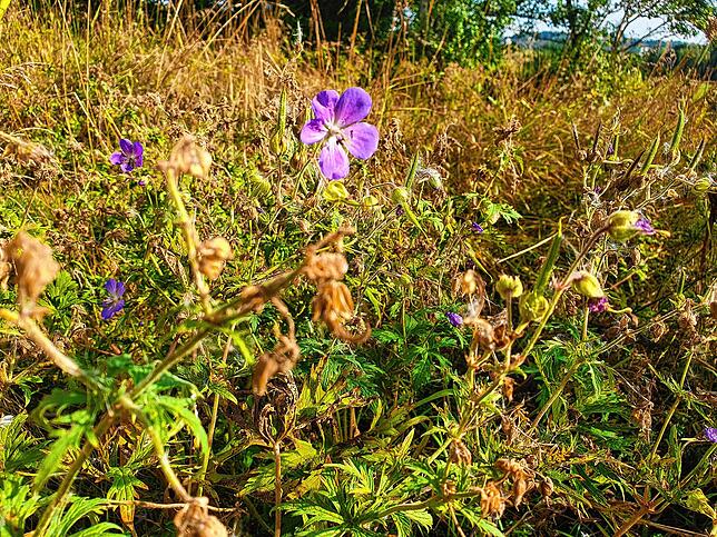 Wiese statt Rasen am Villinger Stadtrand. So entstehen auch Lebensräume für Kleintiere.