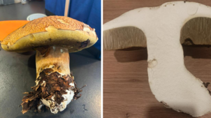 Dieser 1443 Gramm schwere Steinpilz sieht nicht nur von außen gut aus, sondern ist auch von innen makellos.