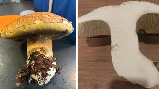Dieser 1443 Gramm schwere Steinpilz sieht nicht nur von außen gut aus, sondern ist auch von innen makellos.