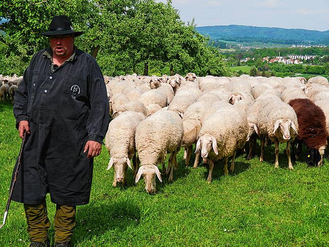 Michael Thonnet führt die Schafherde auf die Weide.