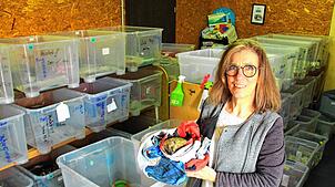 Manuela Martin betreut derzeit mehr als 100 Igel, Tendenz steigend. Jeden Tag arbeitet sie sieben bis acht Stunden für die Rettung der ...