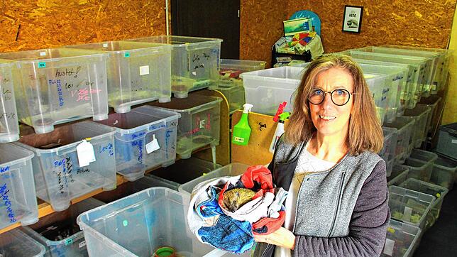 Manuela Martin betreut derzeit mehr als 100 Igel, Tendenz steigend. Jeden Tag arbeitet sie sieben bis acht Stunden für die Rettung der ...