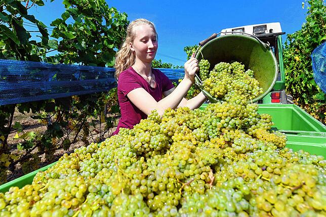 Die Weinlese am Bodensee ist ein jährliches Highlight, bei dem Winzer die Trauben sorgfältig ernten.