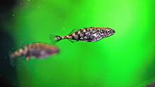 Zwei junge Stichlinge schwimmen in einem Aquarium in der Fischereiforschungsstelle in Langenargen.