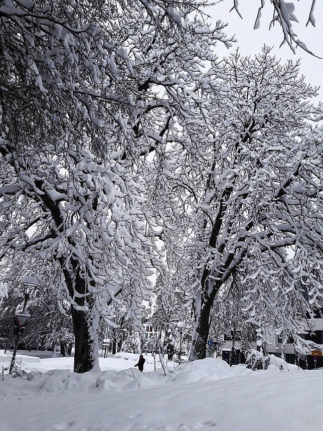 Die Bäume verwandelte der Schnee in zauberhafte Fabelwesen.