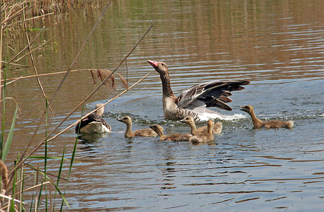 Am Sielmann-Weiher in Billafingen können Wanderer unter anderem Gänsefamilien beobachten.