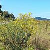 Das Jakobskreuzkraut wächst auch am Wegesrand entlang des Radwegs von Rielasingen nach Überlingen am Ried.