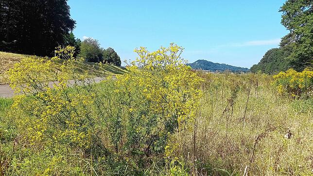Das Jakobskreuzkraut wächst auch am Wegesrand entlang des Radwegs von Rielasingen nach Überlingen am Ried.